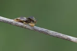 Phymata crassipes