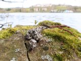 Épreinte au bord du lac