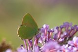 Callophrys rubi