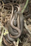 Natrix helvetica & Anguis fragilis