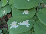 Parectopa robiniella