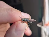 Hermetia illucens
