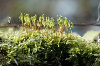 Balade botanique dessinée : Mousses