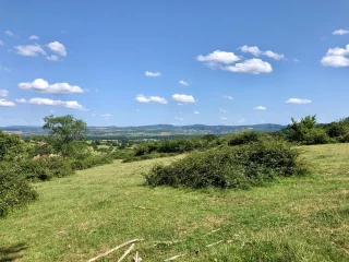 Les orchidées de Montagny-sur-Grosne