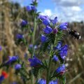 La flore et les insectes d'Echevronnes