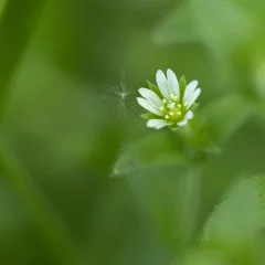 Atelier botanique : œillets et autres Caryophyllacées
