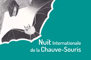 Nuit internationale de la chauve-souris au Parc de l'Auxois 