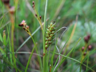 Carex Distans