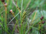 Carex Distans
