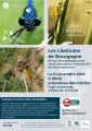 Les libellules en Bourgogne