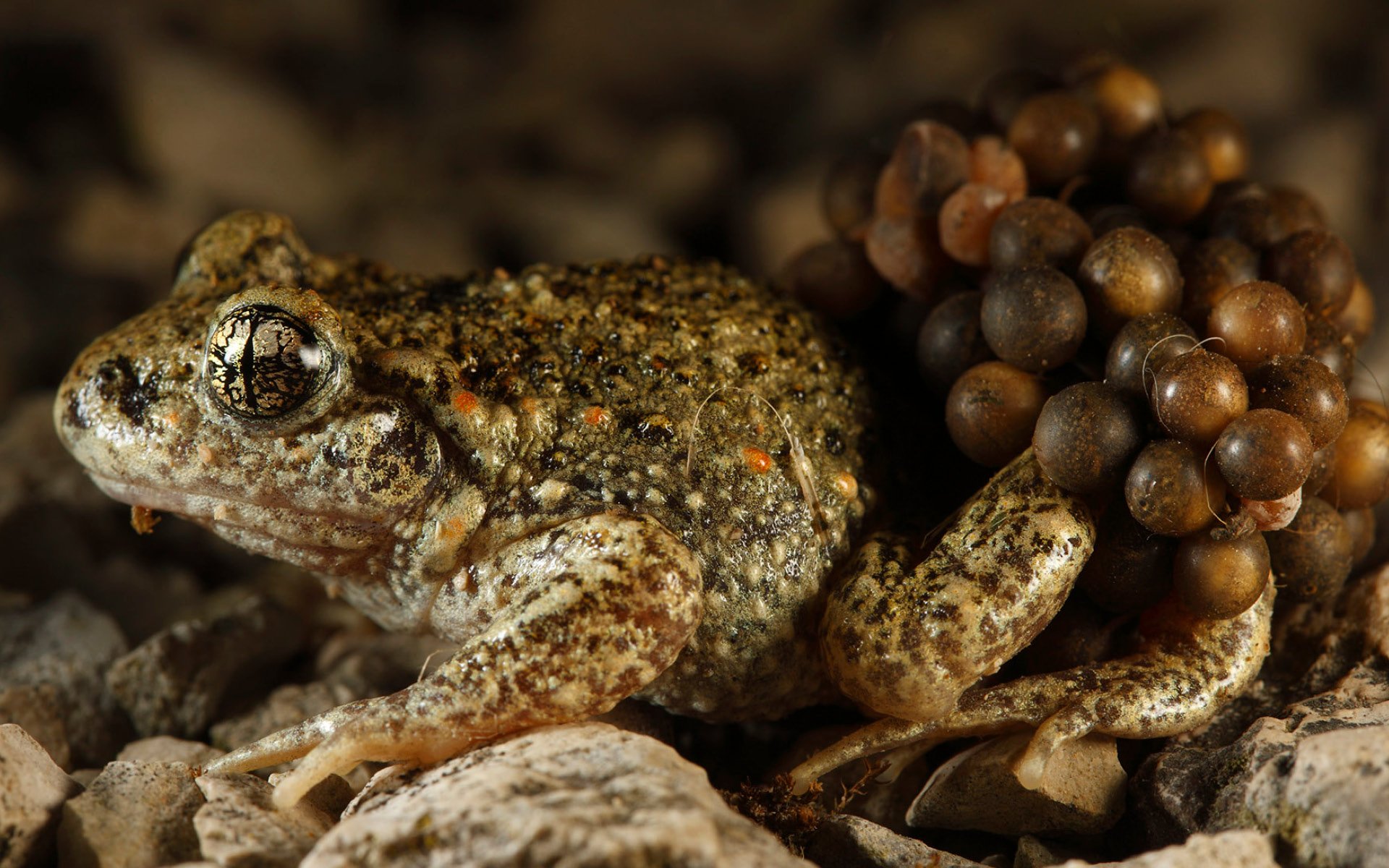 program image (fixme context)