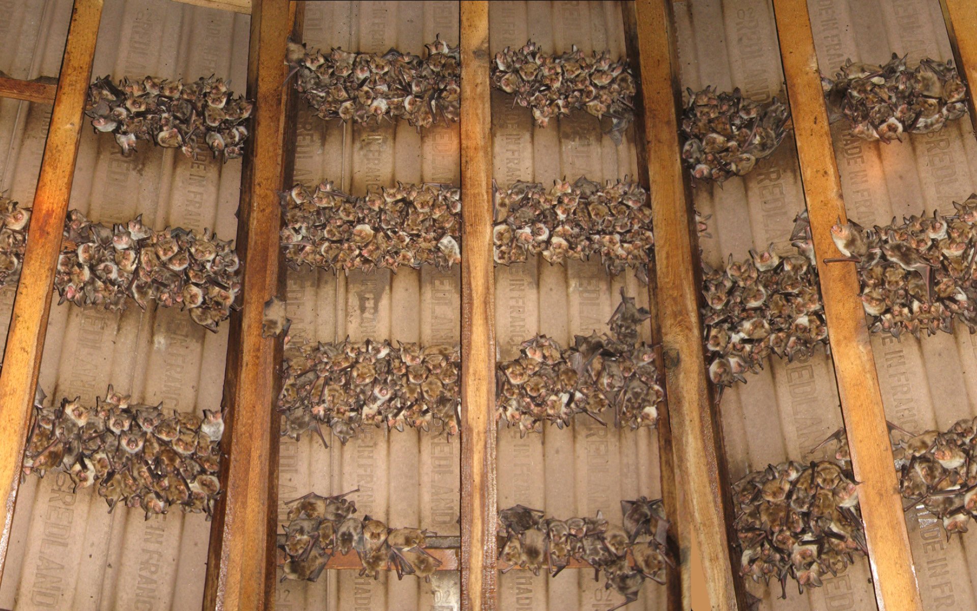 Programme Chauves-souris en colonies