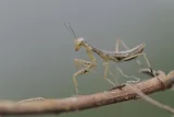 Mantis religiosa