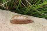 Mantis religiosa