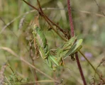 Mantis religiosa