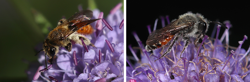 Femelle (à gauche) et mâle (à droite) d'Andrena marginata © Benoit Martha