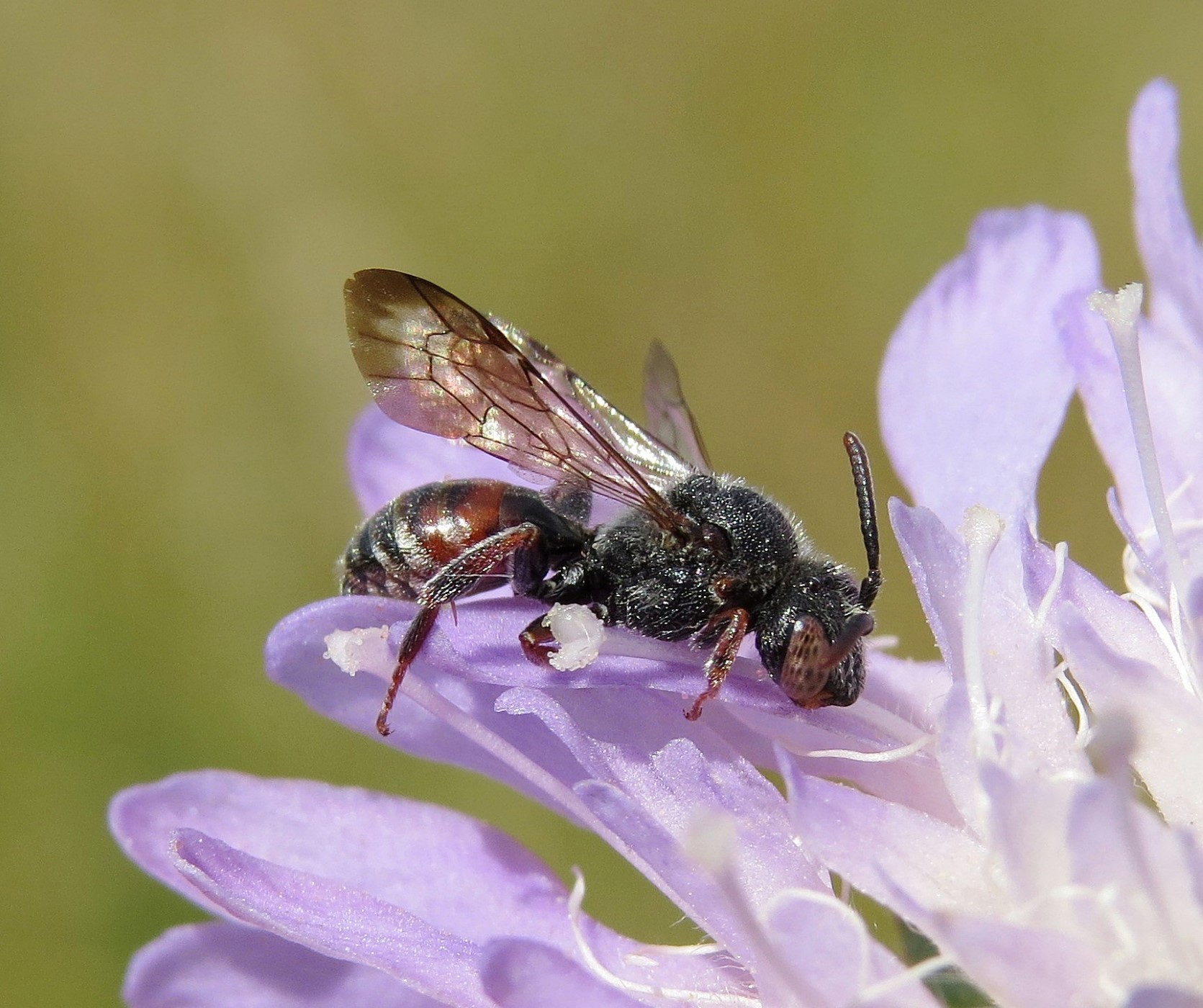Nomada argentata © Steven Falk