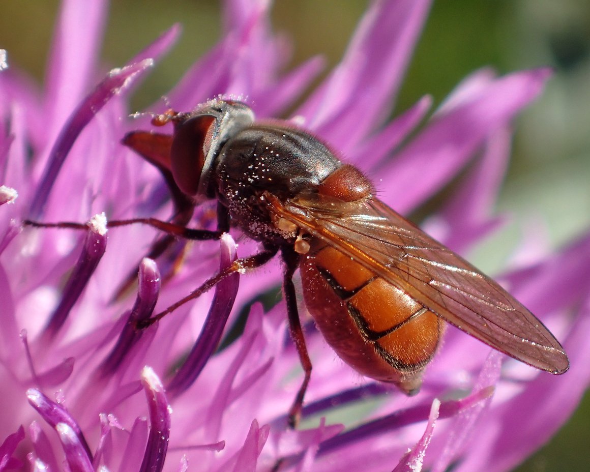 Femelle de Rhingia campestris © Catherine Reymonet