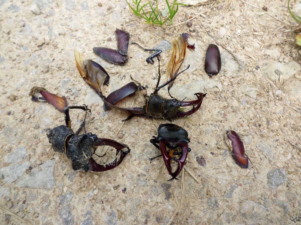 Lucane Mandibules mâle © K. SANSON