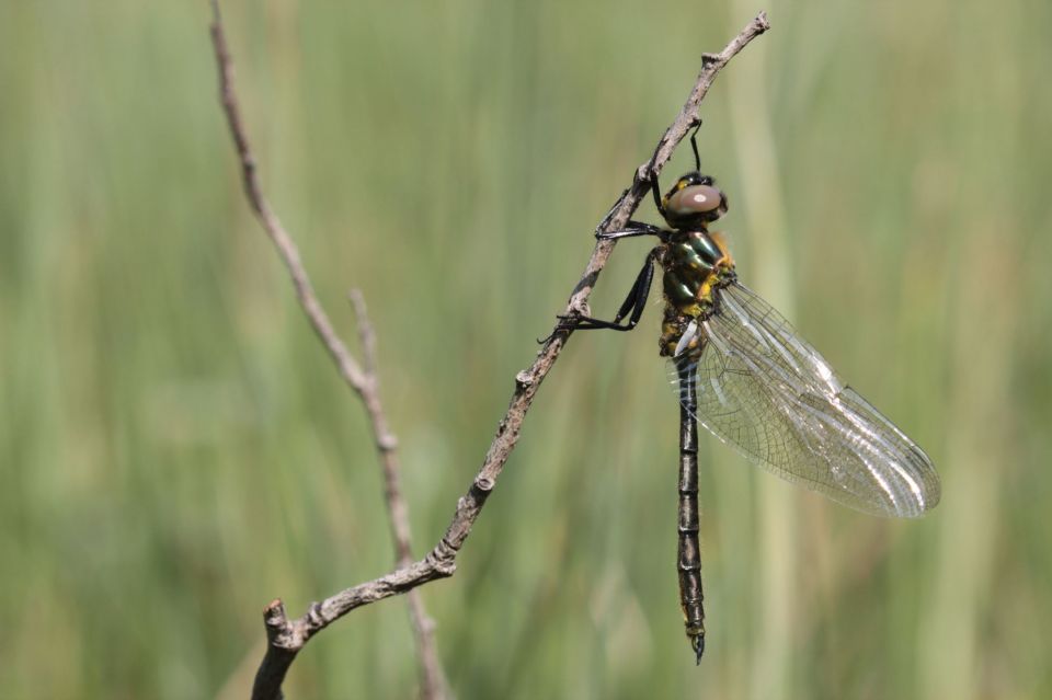 Cordulie arctique (Somatochlora arctica), classée en danger critique d'extinction © Alexandre Ruffoni 