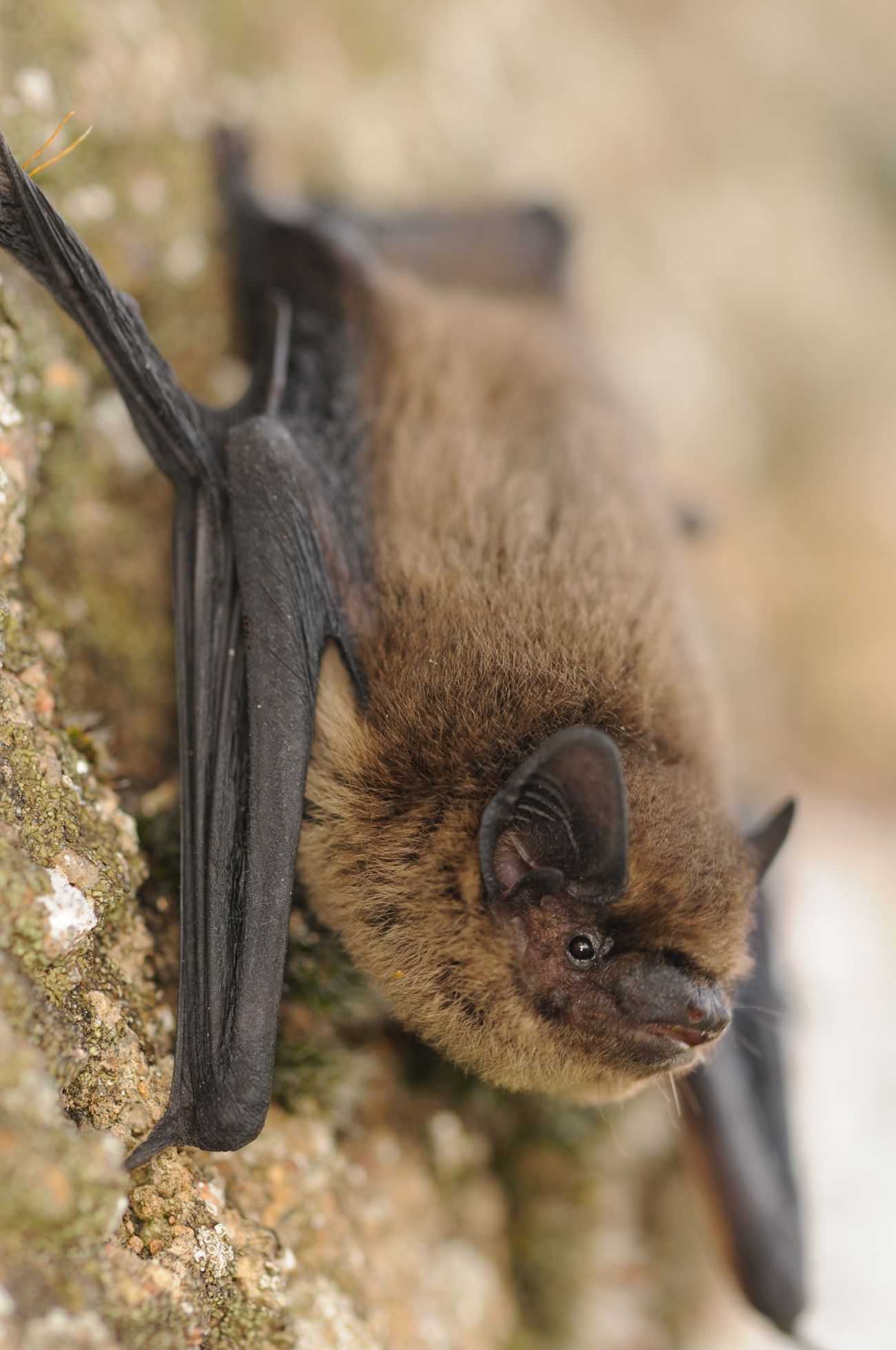 Pipistrellus pipistrellus © L. Jouve