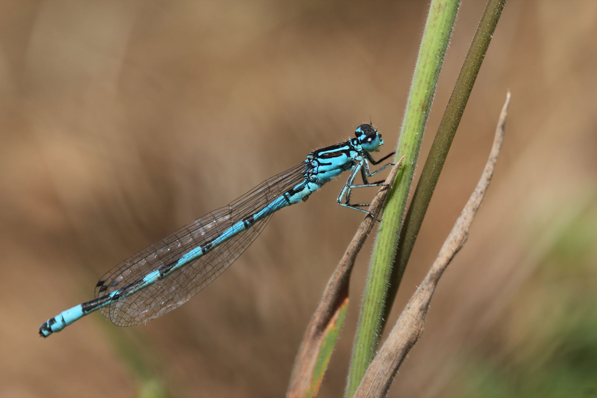 Agrion Orné © A. Ruffoni