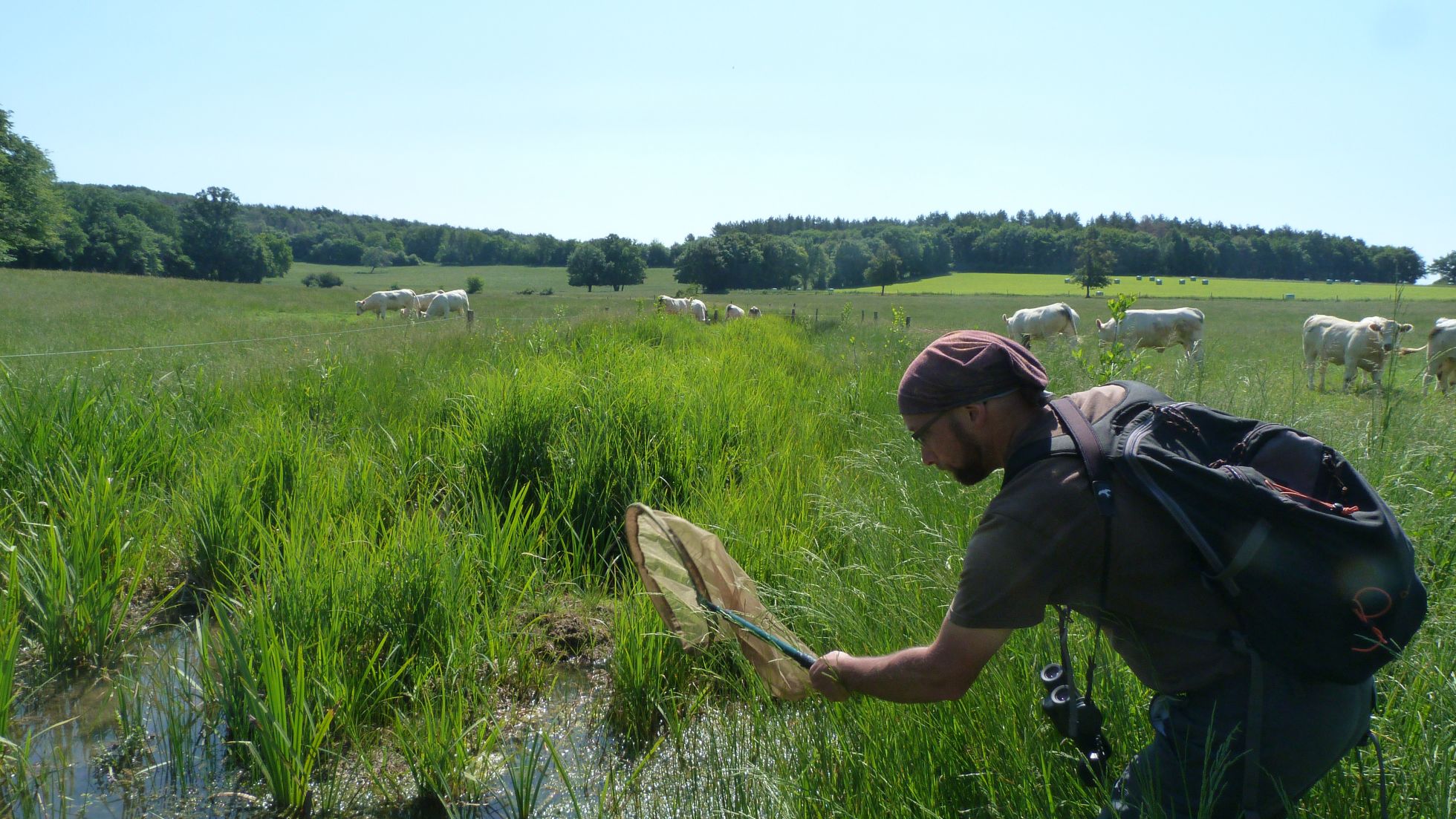 Prospection de l'Agrion Orné © M. Carnet