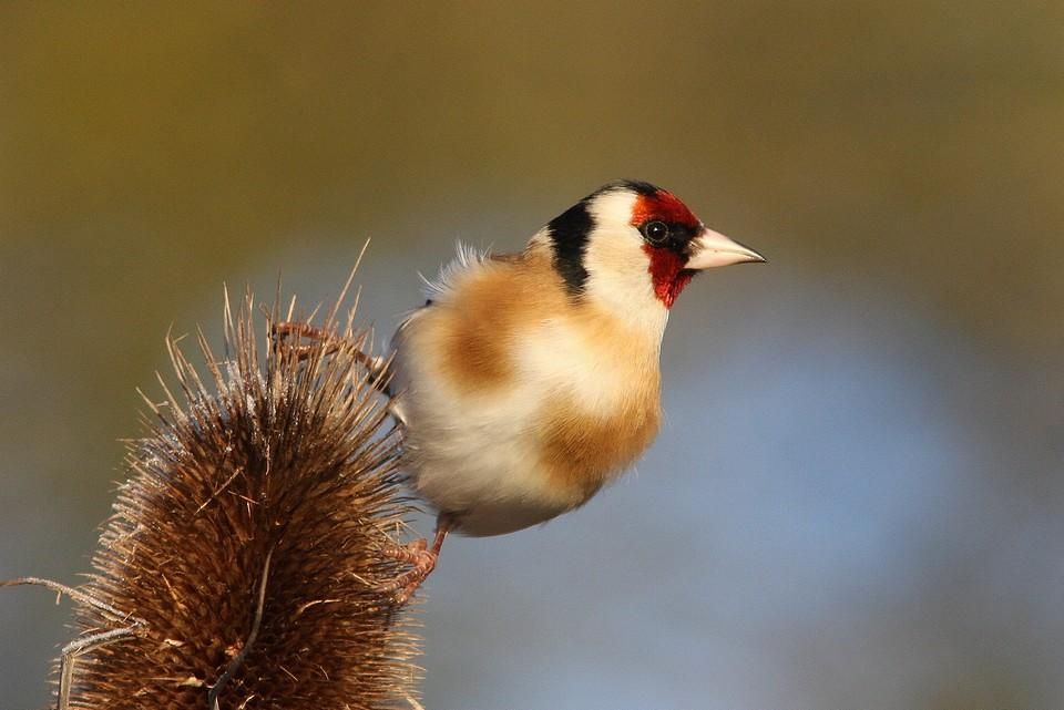 Chardonneret élégant © Georges BEDRINES