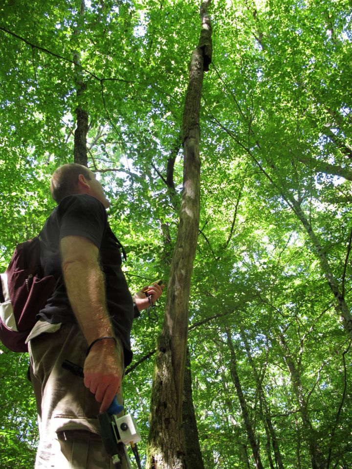 Localisation au GPS d’un arbre-gîte découvert © Ludovic JOUVE