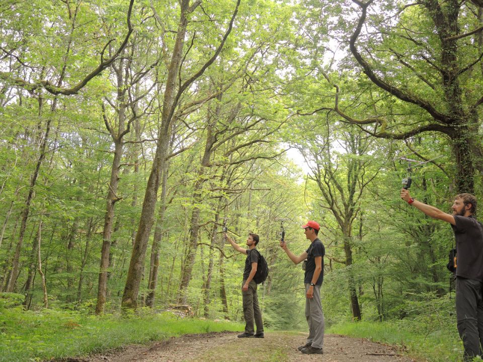 Suivi télémétrique pour rechercher des gîtes arboricoles © Alexandre CARTIER