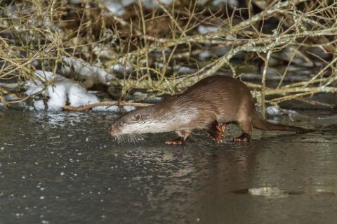 Loutre d'Europe © Stéphane Raimond