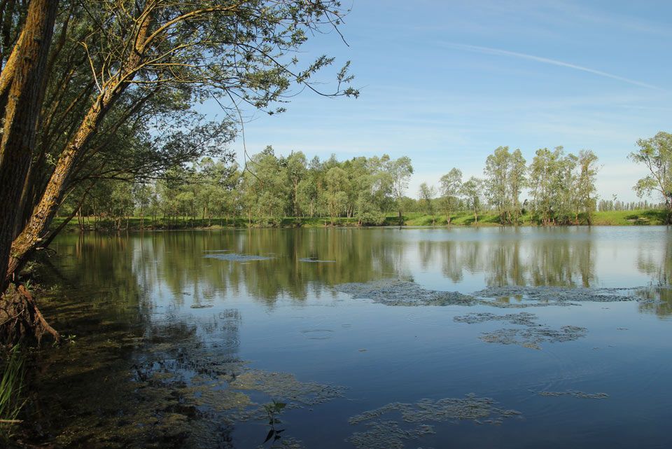 Gravière de l’Yonne, présence de L. caudalis © Alexandre Ruffoni