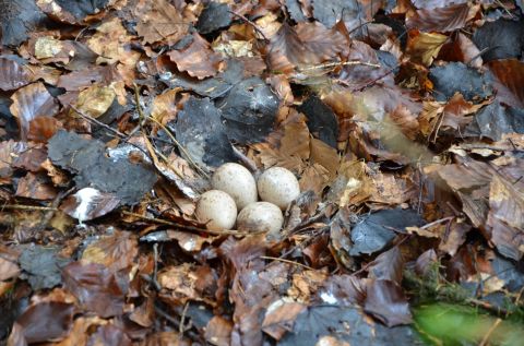 Nid de bécasse découvert sur le Haut-Folin © Cécile Détroit