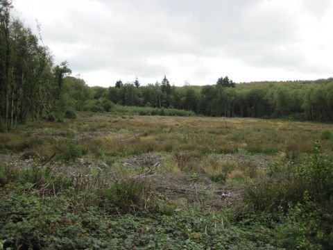 Coupe forestière du Morvan, habitat de croule de la bécasse © Cécile Détroit