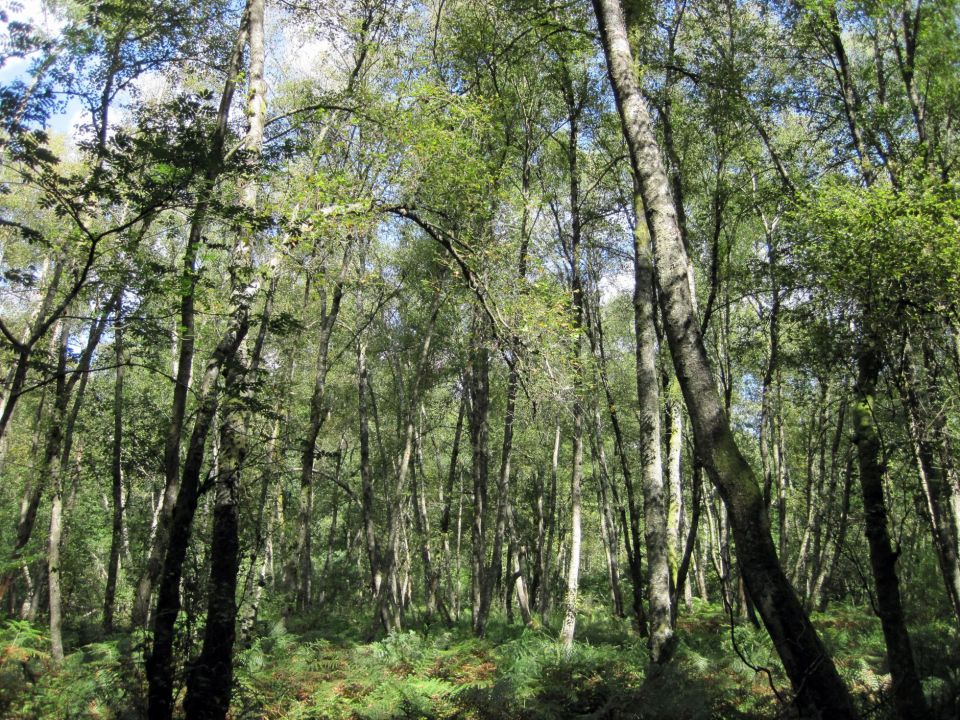 Boulaie à fougère aigle, habitat de nidification favorable à la bécasse dans le Morvan © Cécile Détroit