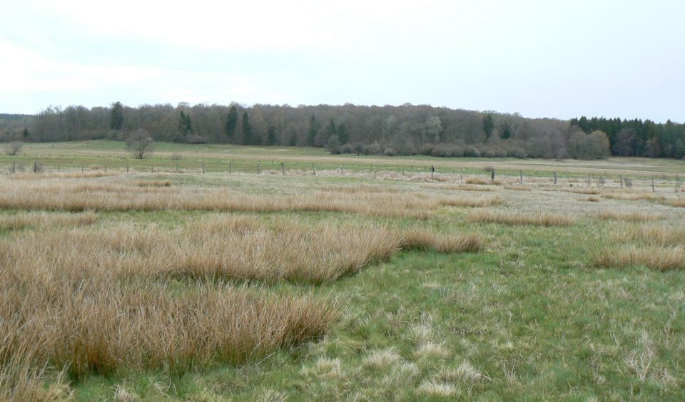 Prairie paratourbeuse cartographiée sur la commune de Champeau-en-Morvan (21) © Sylvain Bellenfant