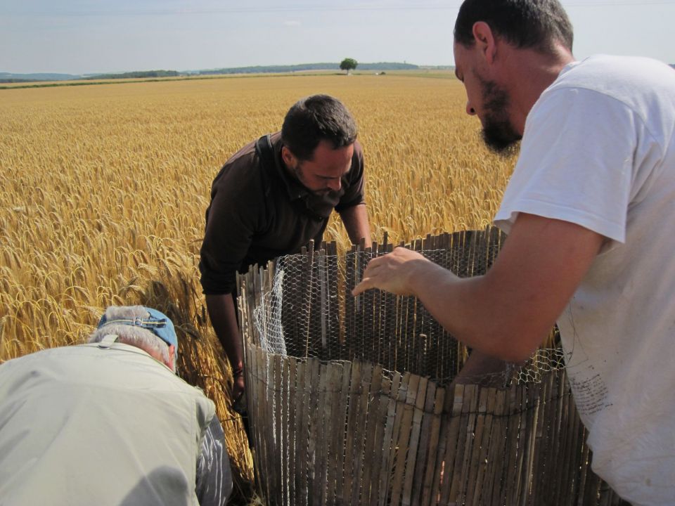 Pose d'un grillage de protection d'une nichée dans une parcelle d'orge sur la commune de Donzy (58) © Cécile détroit