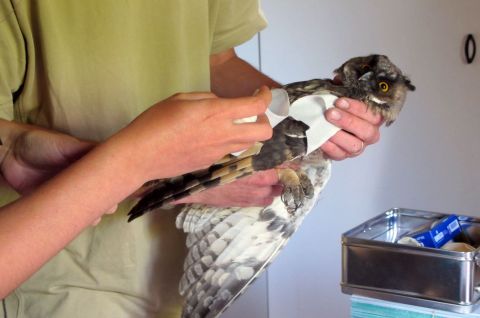 1er soin sur un Hibou moyen-duc avant transfert vers un centre de soins © SHNA-OFAB