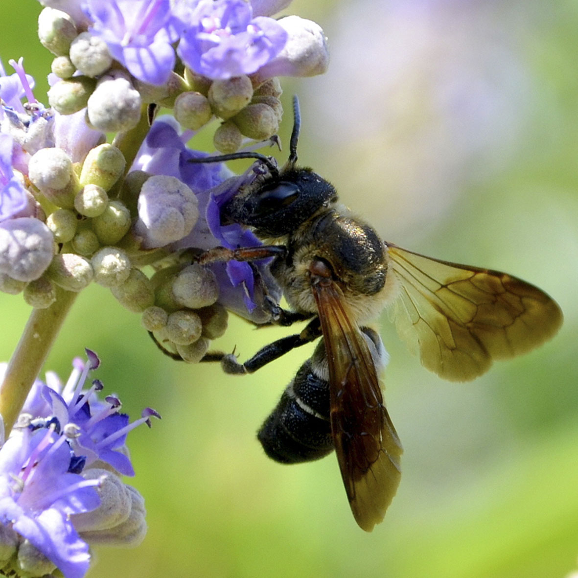 Abeille résineuse géante © G. PHILIBERT