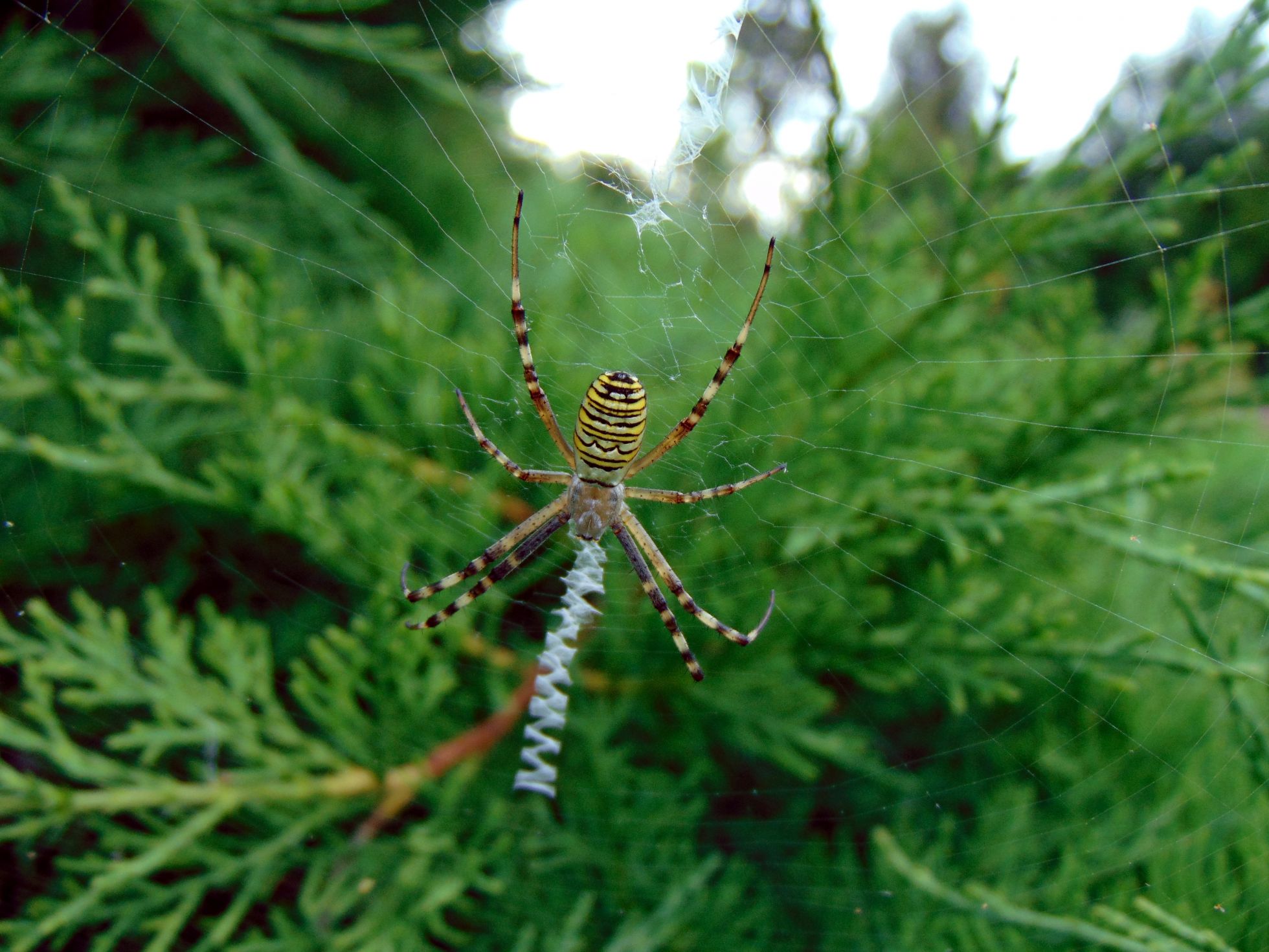 Argiope frelon © N. PEGON