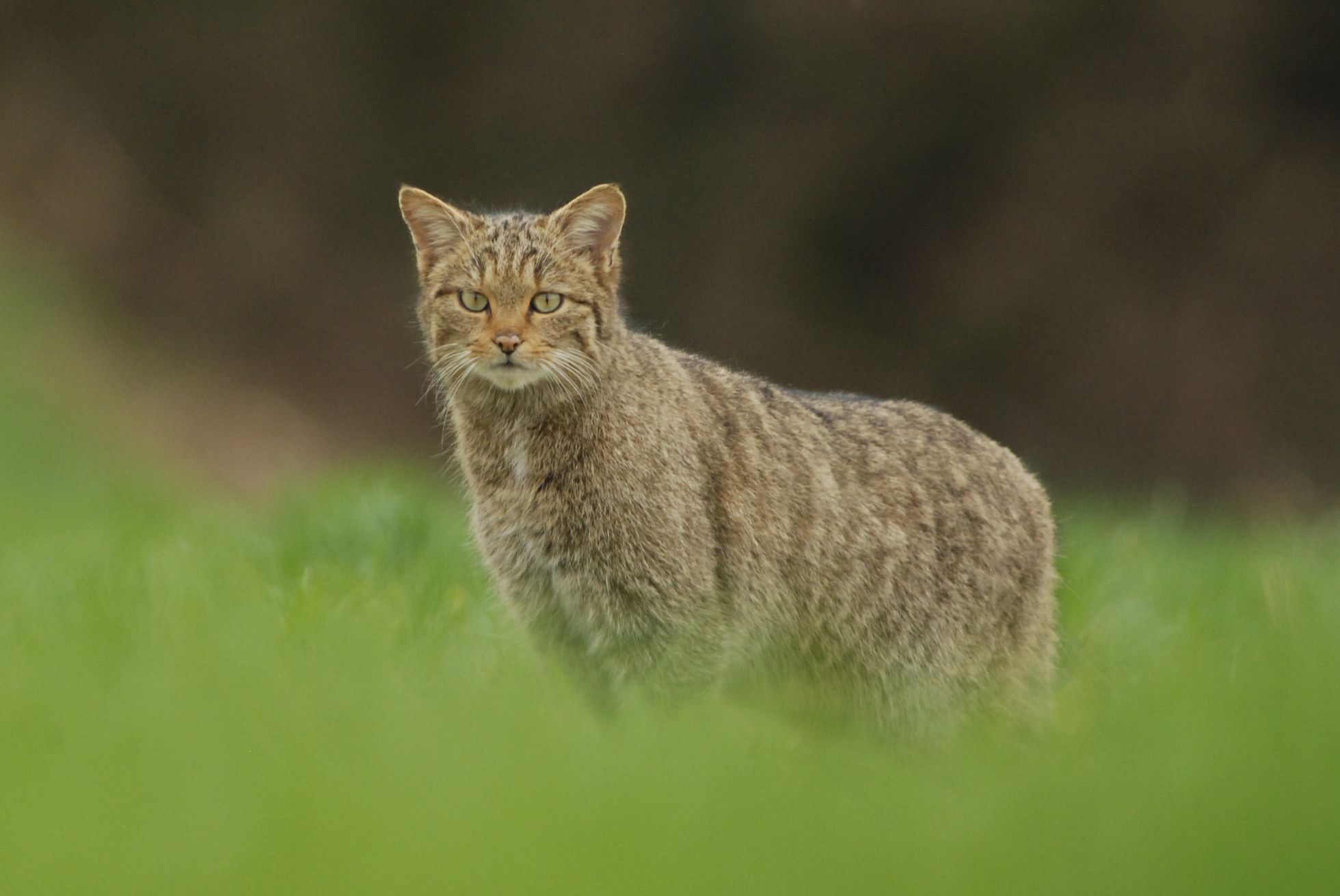 Chat sauvage © L. JOUVE