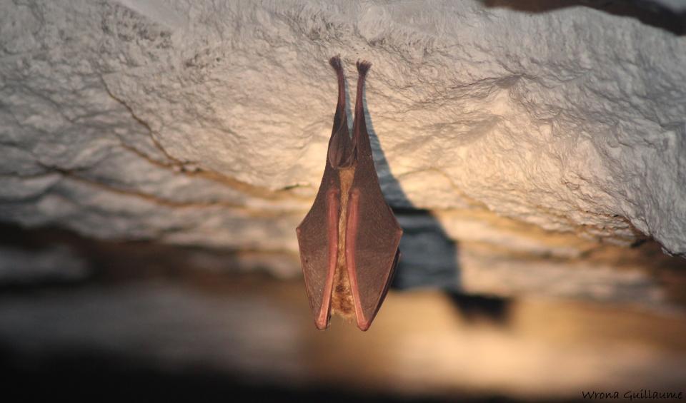 Petit rhinolophe (Rhinolophus hipposideros) © G. WRONA