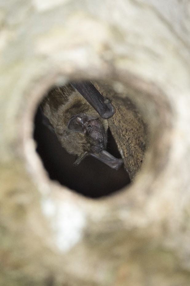 Noctule commune dans son gîte, Côte d’Or (21) © T. TRICONE