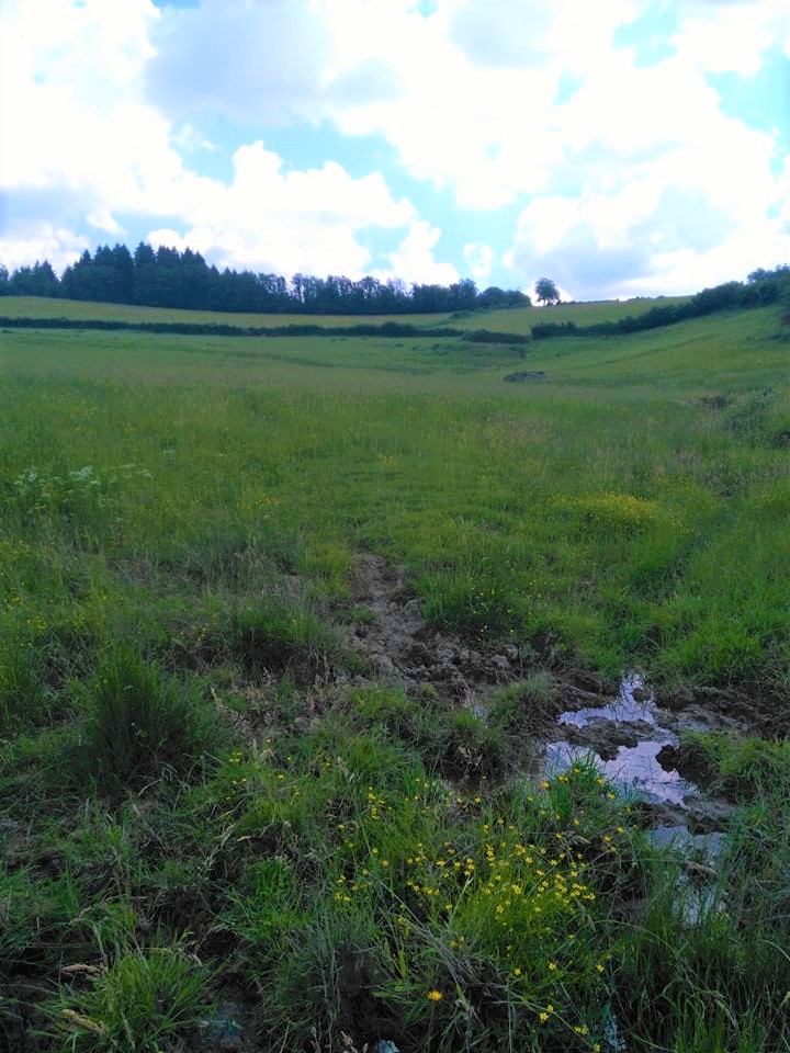 Secteur à Sonneur à ventre jaune © V. HORTEGAT