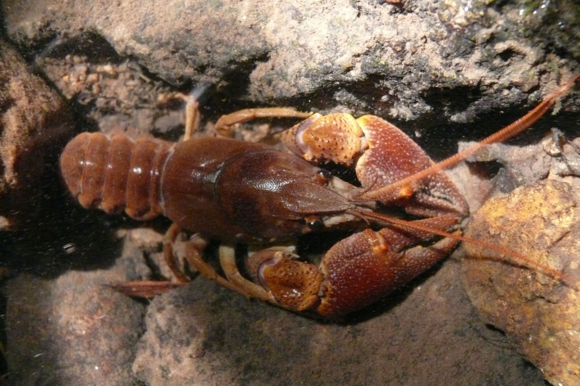 Écrevisse à pattes blanches (Austropotamobius pallipes) © A. RUFFONI