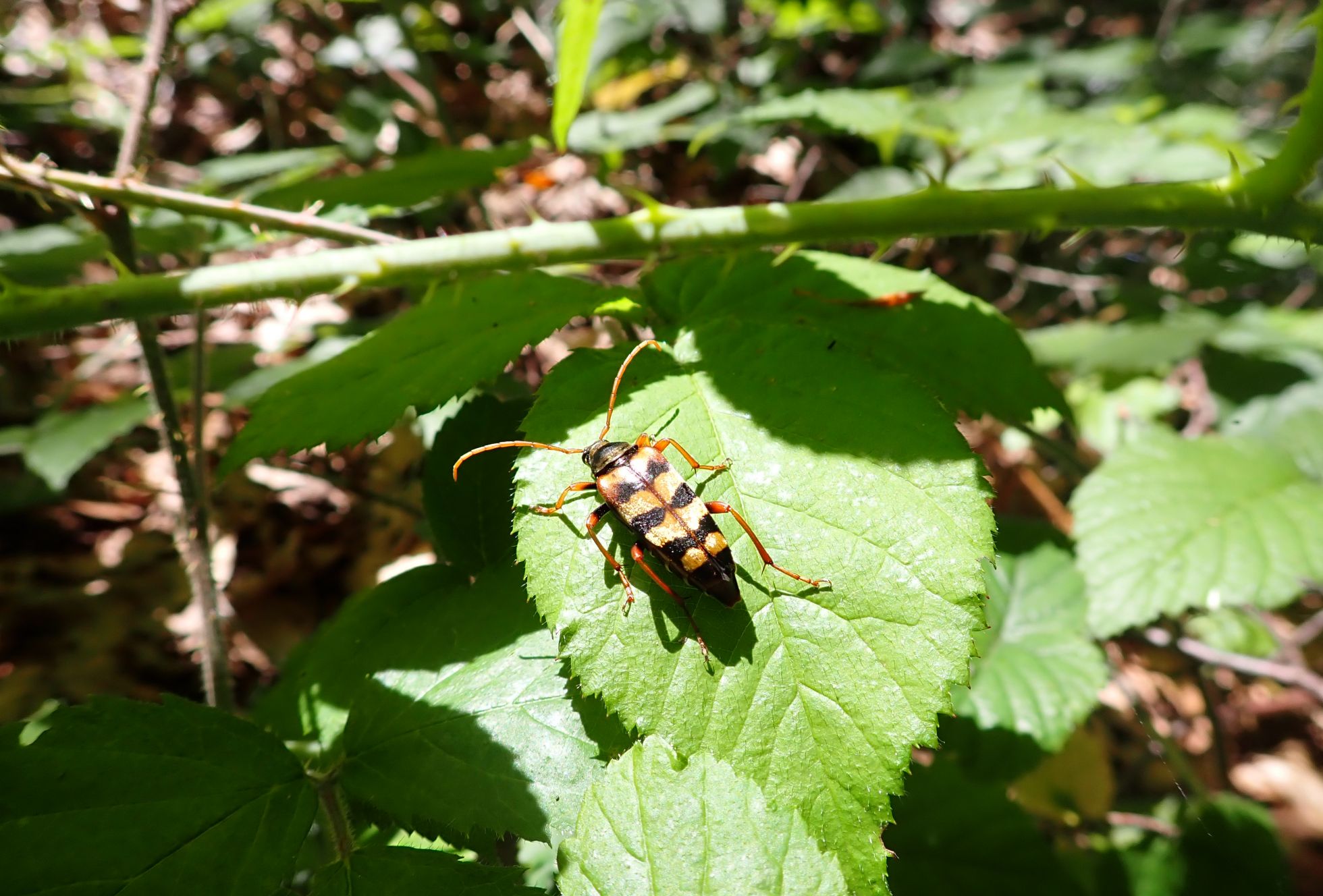 Leptura aurulenta PnrM © M. Carnet