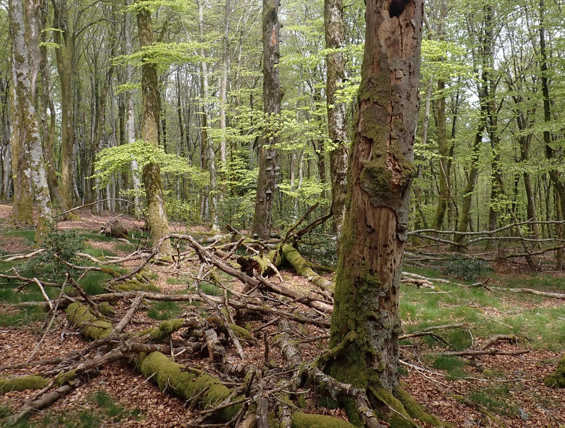 Bois mort et micro-habitats · PnrM · © M. CARNET