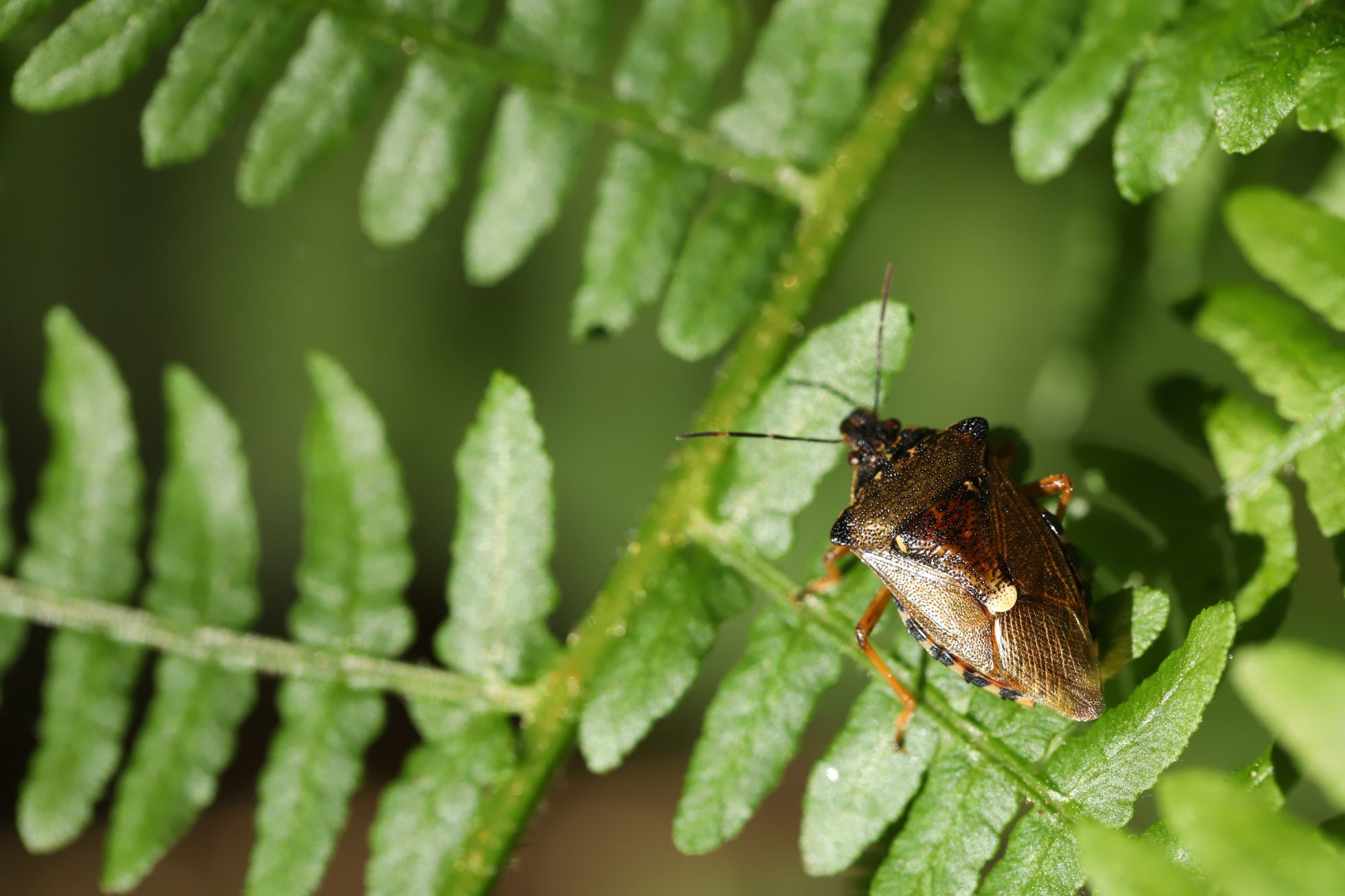 Pinthaeus sanguinipes © E. MATEO-ESPADA