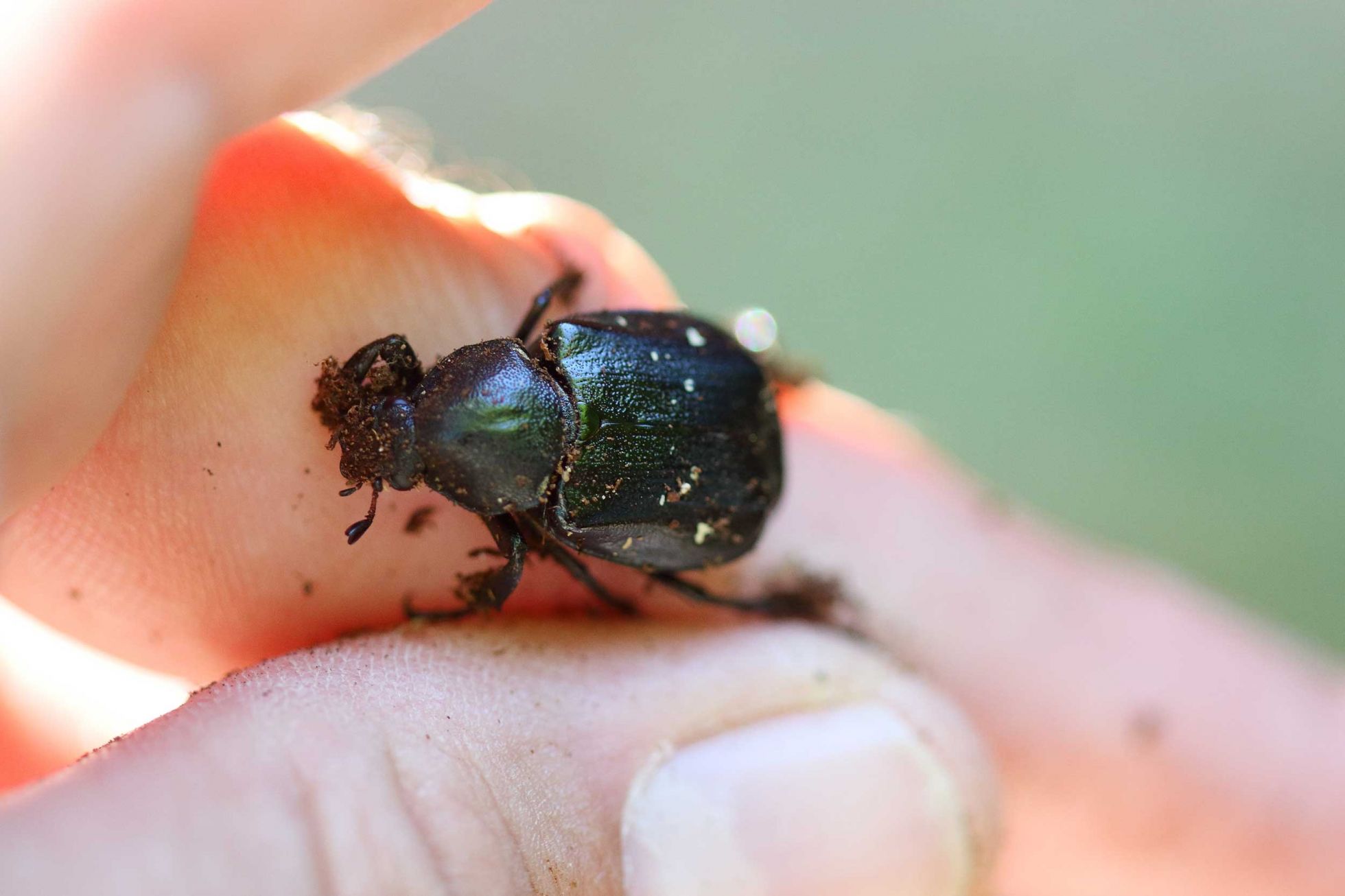 Gnorimus variabilis, la belle découverte du jour © M. CARNET