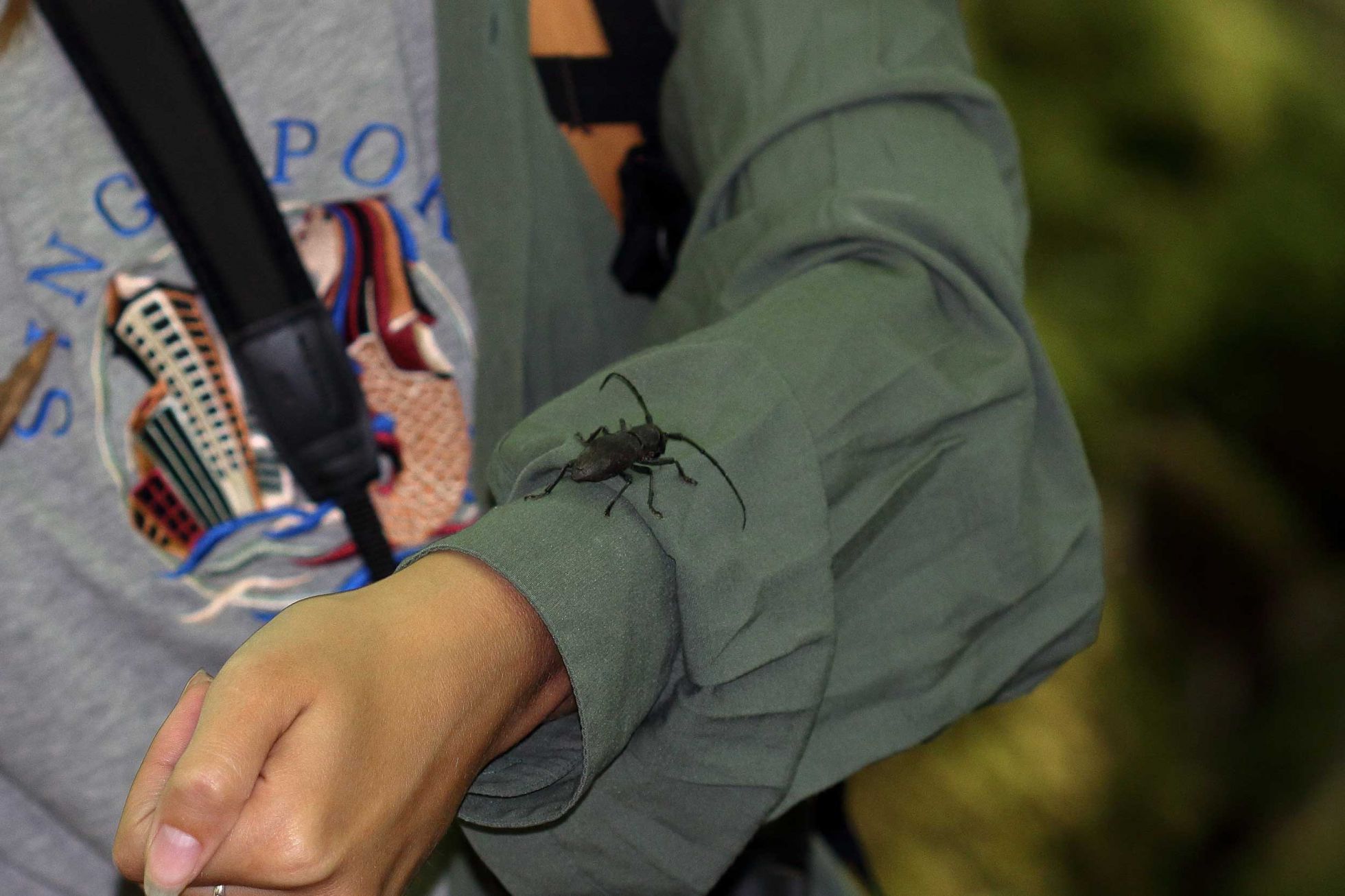 Morimus asper, un impressionnant longicorne trouvé se promenant sur le sol © M. CARNET